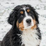 Adorable Bernese Mountain Dog puppy playing in the snow outdoors.