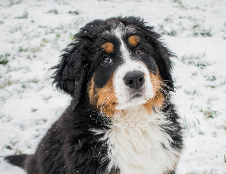 Adorable Bernese Mountain Dog puppy playing in the snow outdoors.